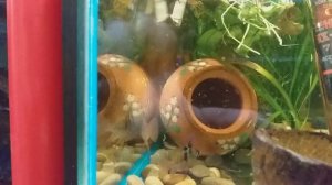 Апистограмма рамирези (Microgeophagus Ramirezi) разведение