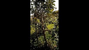 Яблоня. Посажена Антоновка, а выросла - НЕ Антоновка. Вопрос знатокам яблок?