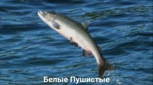 ГОРБУША?/Рыбы/Животные/Интересные факты