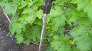 АККУМУЛЯТОРНЫЙ ОПРЫСКИВАТЕЛЬ МОЖНО СДЕЛАТЬ ЭКОНОМИЧНЕЕ.