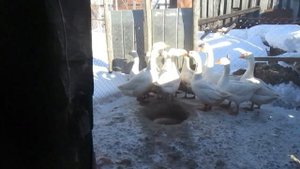 Гуси скоро начнут нести яйца. Старею-рассыпаюсь. Гнезда для гусей. Городской-Деревенский парень.