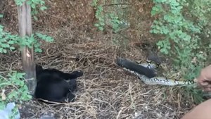 Змея схватила котёнка и приготовилась его съесть! Дальше случилось невероятное!