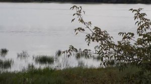 Река Десна в Московском мкрн г. Брянска