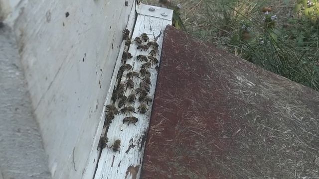 Заметил такую особенность.Чем жарче днем,тем лучше софора выделяет нектар по утрам. смотреть онлайн