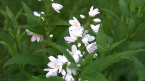 Дейция изящная.