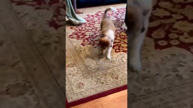 Adorable puppy and his first Soda Can. Collie dog.