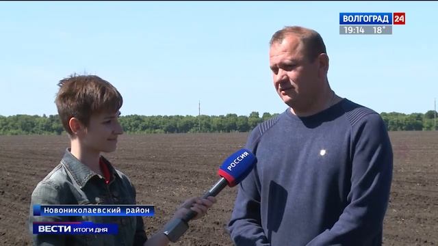 В хозяйстве Новониколаевского района идет экспериментальный сев 50 сортов подсолнечника