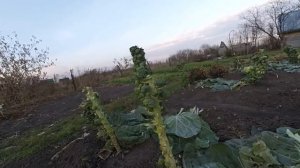 Брюссельская капуста. Уборка и хранение.