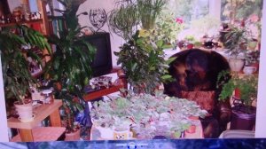 орбы - что это такое?