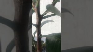 Как быстро разветвить фикус каучуконосный