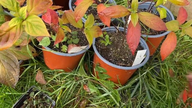 Я против сохранения черенков гортензии дома. Как буду сохранять свои гортензии зимой смотреть онлайн