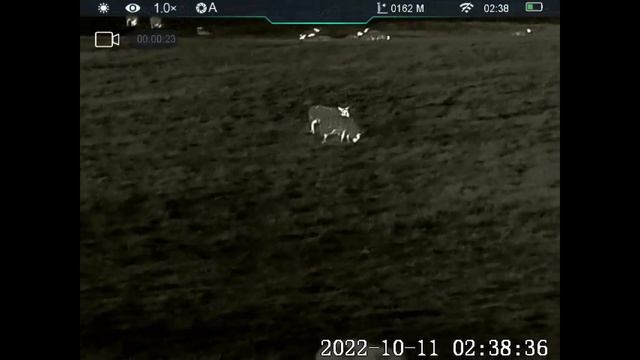 Infiray Unique UH50 Thermal Imaging Monocular Video Footage Out in the Field смотреть онлайн