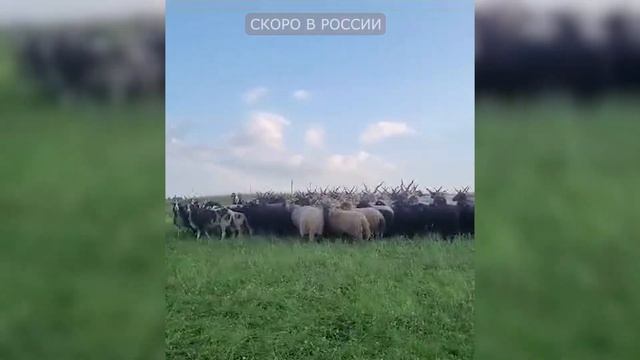 Самые редкие и экзотические породы овец! Овцы Святого Якова и Рацка! Агротуризм в России! Овцы