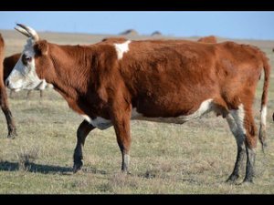 Маточный гурт коров Калмыцкой породы в АгроФирме ПИК ПЛЮС, Калмыкия