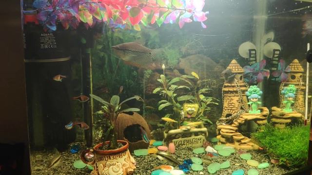 аквариум 60л буцефаландра зацветает впервые) смотреть онлайн