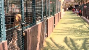 Что посмотреть в Абу Даби, Зоопарк в Абу Даби Emirates Park Zoo in Abu Dhabi 2019