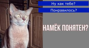 Кот поэт и шантажист. Смешная и забавная чат переписка кота и его хозяина. Приколы котика Симбаса