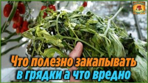 Ботву каких растений ПОЛЕЗНО ЗАКАПЫВАТЬ в грядки а каких ВРЕДНО при уборке урожая ДАЧНЫЕ ХИТРОСТИ