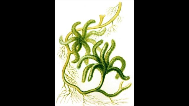 Ульва. Бриопсидовые смотреть онлайн