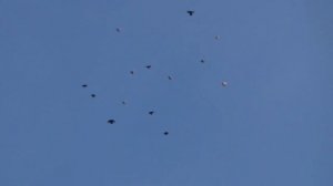 Николаевские голуби Часть 2. Вечерний полет на Крещение.