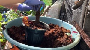 Cissus Discolor Begonia Rex Vine Repotting with Fern Pole