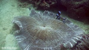 Under Red Sea 4K - Sea Animals for Relaxation, Beautiful Coral Reef Fish in Aquarium - 4K Video