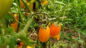 Томат ? РОЗОВЫЙ КОТЯ F1 и КОТЯ F2. Действительно ли это ГИБРИДЫ ?