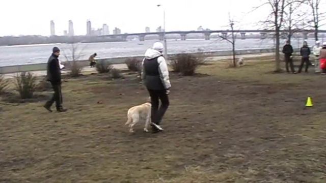 Obedience 1 Kalchenko M. & Fanni labrador смотреть онлайн