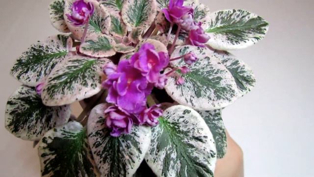 Dean's Faded Rose - African Violet Review смотреть онлайн