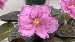 African Violets Blooming in May 2022 - Part 1 - Standards