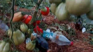 Сорт томата "Инжир Красный" от Гавриш в теплице