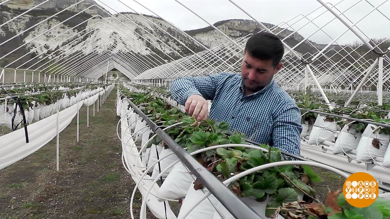 Гранты для фермеров. Доброе утро. Фрагмент выпуска от 21.04.2023