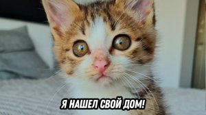 Спас котенка с улицы, нашли дом для котенка!