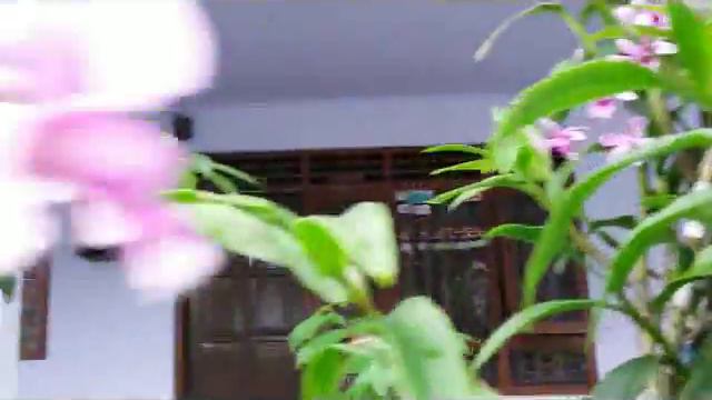 Species orchids on the tree - Lovely dendrobium species & Phalaenopsis species смотреть онлайн