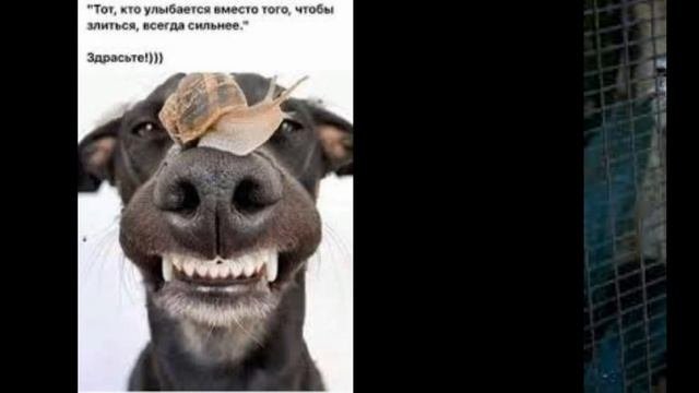 Смешные картинки