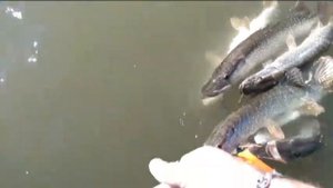 База Кордон  Рыбалка в Сузуне
