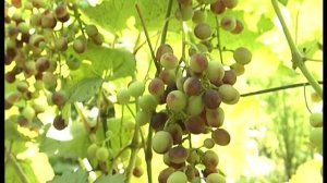 Уход за виноградом. Сорт Агат Донской