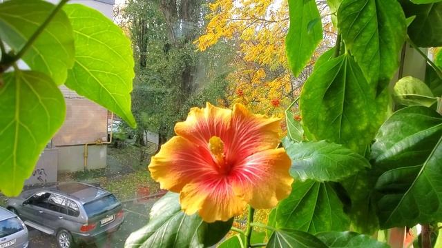 гибискусы Тивиолли & Адоникус оранж. смотреть онлайн