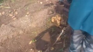 картофелекопалка к мотоблоку своими руками