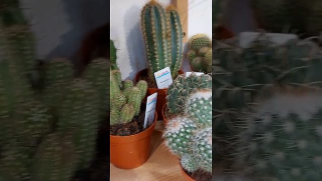 Приехала в Питер и зашла в цветочный магазин. смотреть онлайн