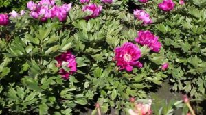 Purple Sensation | R2 Flowers BV | Peonies