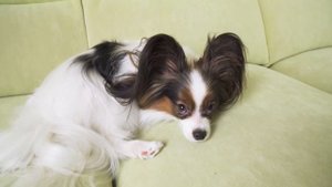 КАЖДЫЙ СВЕРЧОК знай свой шесток! Веселый ЮКИ и ПОСЛОВИЦЫ