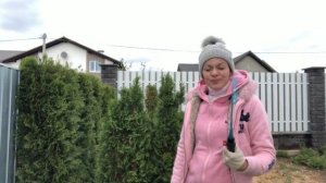 Порыжела хвоя у туи. Что делать?