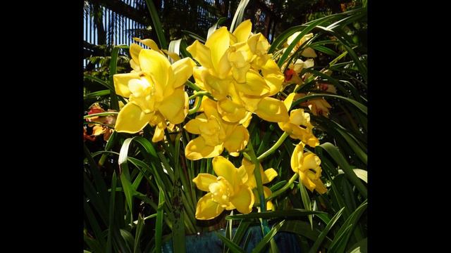 Balboa Park Botanical Garden Orchids смотреть онлайн