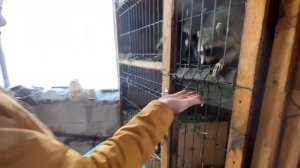 Почему в поселок Кумысный ежедневно приезжают толпы туристов? Кумыс & Туризм. Незнакомый Южный Урал