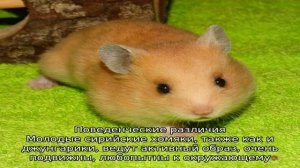 Хомяк сирийский: как кормить и ухаживать в домашних условиях