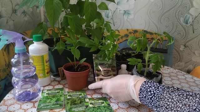 ЛИСТЬЯ У РАССАДЫ ЖЕЛТЕЮТ "ЖЕЛЕЗО- ДЕФИЦИТ"!!!