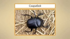 Насекомые  Разнообразие насекомых  Удивительные насекомые