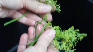 Патиссоны маринованные с огурцами и болгарским перцем. Патиссоны на зиму
