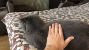 Отзыв на британского кота ? Стоит ли его заводить? Характер тот ещё.